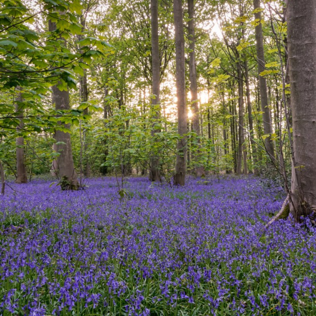 Blickling Bluebells 1440x900