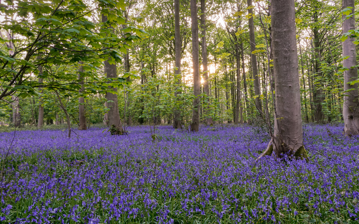 Blickling Bluebells 1440x900