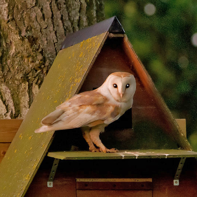 Owl Standing At Box