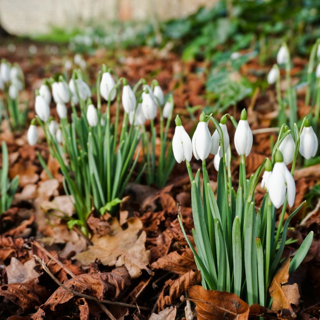 Snowdrops At Walsingham 1 1440x960