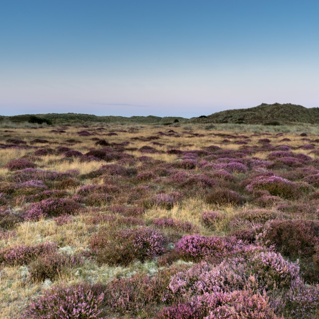 Heather at Winterton