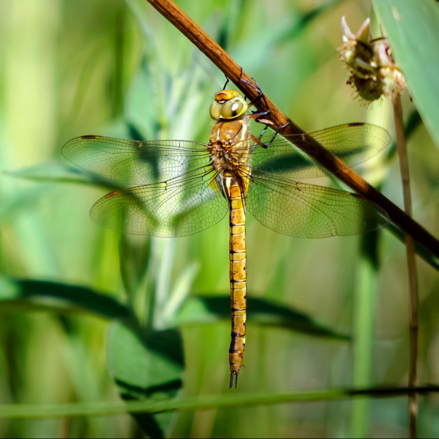 Norfolk Hawker Dragonfly 1440x960