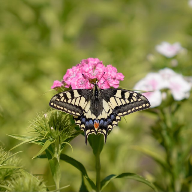 Swallowtail Butterfly