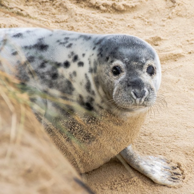 Seal at Horsey